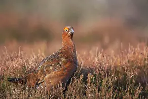 Scoticus: Red Grouse