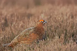 Scoticus: Red Grouse