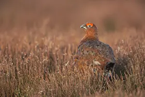 Scoticus: Red Grouse