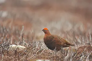 Scoticus: Red Grouse