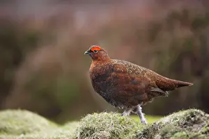Scoticus: Red Grouse