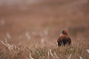 Scoticus: Red Grouse
