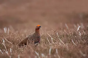 Scoticus: Red Grouse