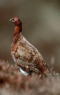 Scoticus: RED GROUSE
