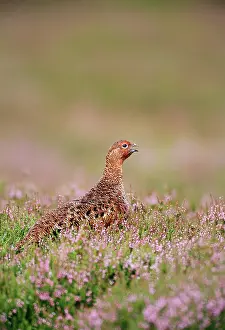 Scoticus: Red Grouse