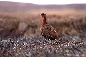 Grouses: Red Grouse