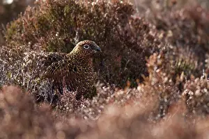 Scotica: Red Grouse