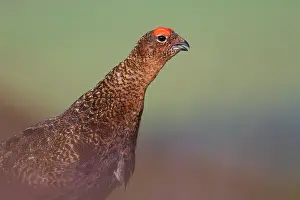 Shooting: Red Grouse