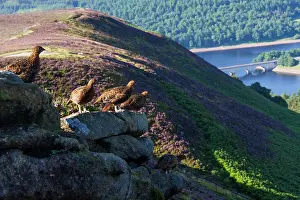 Scotica: Red Grouse