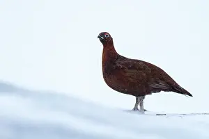 Scotica: Red Grouse