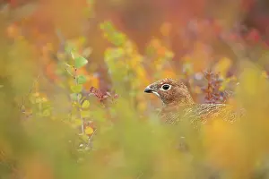 Concealment: Red Grouse