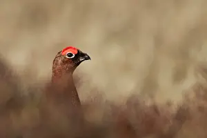 Moore: Red Grouse