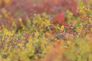 Concealment: Red Grouse