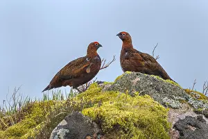 Etive: Red Grouse - two adult birds sitting on a rocky