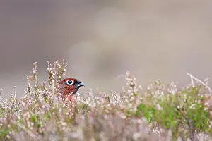 David Kilbey: Red grouse - adult male looking out from cover in heather