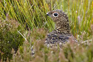 Sctoland: Red Grouse - camouflaged in the grass - Scotland