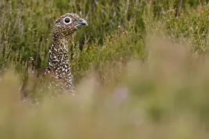 Sctoland: Red Grouse - camouflaged in the grass - Scotland