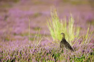 Roy Glen: Red Grouse in a carpet of flowering heather