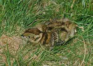 Scoticus: Red Grouse - chick