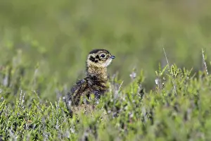 Scoticus: Red Grouse Chick - Yorkshire - UK