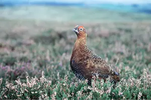 Grouse: RED GROUSE - cock
