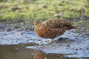 Scoticus: Red Grouse - female at drinking place