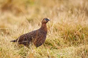 Scoticus: Red Grouse - female in grassy area