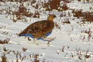 Guy Rogers: Red Grouse - female amongst heather in winter snow
