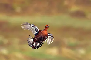 Scoticus: Red Grouse - In flight over moors