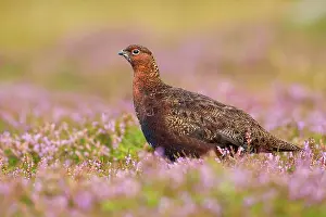 Grouses: Red Grouse - amongst heather