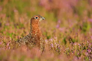 Grouses: Red Grouse - amongst heather