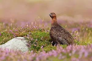 Scoticus: Red Grouse - amongst heather