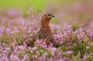 Grouses: Red Grouse - amongst heather