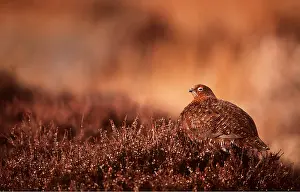 Geoff Trinder: RED GROUSE - on heather