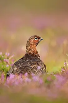Scoticus: Red Grouse - amongst heather in early morning sunshine