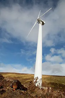 Killed: Red Grouse - killed by wind turbine