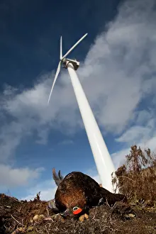 Killed: Red Grouse - killed by wind turbine