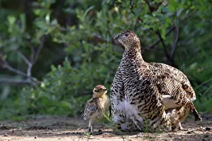Gallinacean: Red grouse (Lagopus lagopus) female and chicks