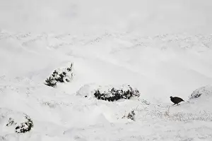 Chill: A Red Grouse (Lagopus lagopus scotica) walks through