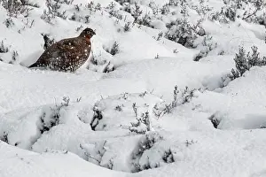 Sctoland: Red Grouse (Lagopus scotica) - female walking
