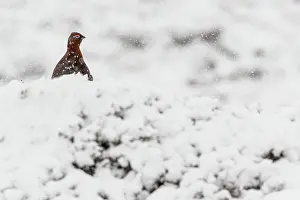 Sctoland: Red Grouse (Lagopus scotica) ~ resting on snow during blizzard ~ Cairngorms National Park