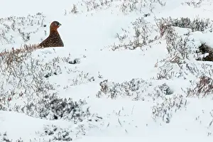 Sctoland: Red Grouse (Lagopus scotica) ~ resting on snow during blizzard ~ Cairngorms National Park