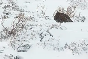Sctoland: Red Grouse (Lagopus scotica) ~ resting on snow during blizzard ~ Cairngorms National Park