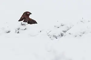 Sctoland: Red Grouse (Lagopus scotica) ~ resting on snow during blizzard ~ Cairngorms National Park