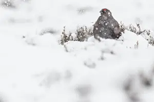 Sctoland: Red Grouse (Lagopus scotica) ~ resting on snow during blizzard ~ Cairngorms National Park