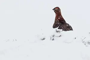 Sctoland: Red Grouse (Lagopus scotica) ~ resting on snow during blizzard ~ Cairngorms National Park