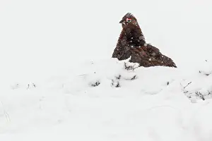 Sctoland: Red Grouse (Lagopus scotica) ~ resting on snow during blizzard ~ Cairngorms National Park