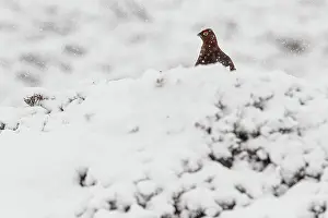 Sctoland: Red Grouse (Lagopus scotica) ~ resting on snow during blizzard ~ Cairngorms National Park