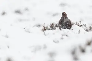 Sctoland: Red Grouse (Lagopus scotica) ~ resting on snow during blizzard ~ Cairngorms National Park