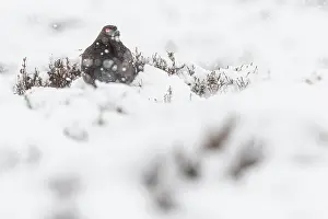Sctoland: Red Grouse (Lagopus scotica) ~ resting on snow during blizzard ~ Cairngorms National Park